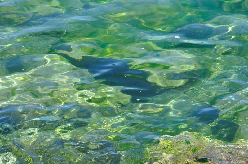 PANAREA