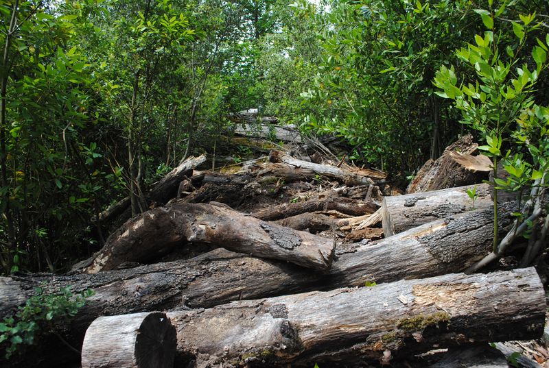 O.E.E. ONTOLOGICAL ECOLOGY OF ECHOS: When nature takes back
